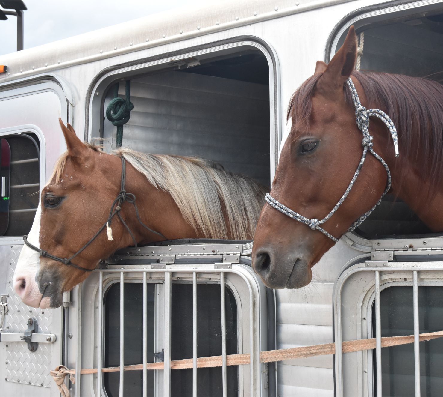 two horses looking out of their stalls in a horse trailer